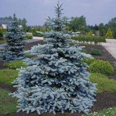 Kék ezüstfenyő (Picea pungens Hoopsi)