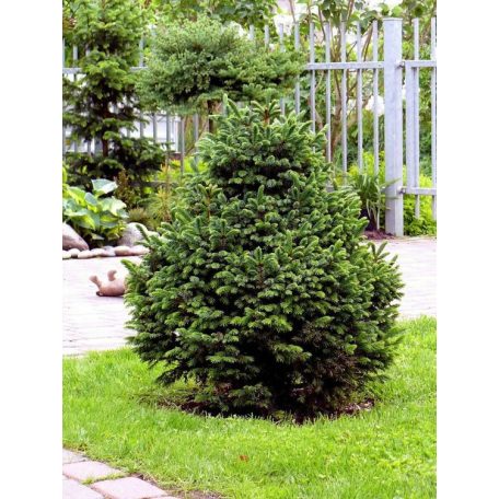Törpe szerb lucfenyő (Picea omorika Nana)