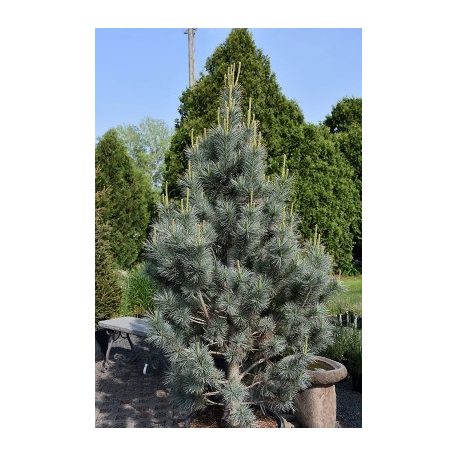 Nevadai cirbolyafenyő (Pinus flexilis Extra Blue))